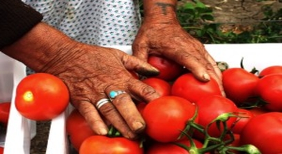 Tarım ÜFE Şubat Ayında Yüzde 3,11 Azaldı