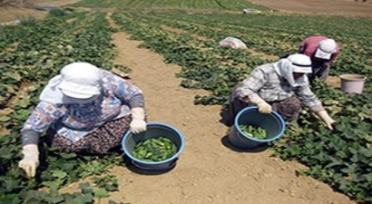 Tarımda Kadın İşçiler Daha Az Kazandı