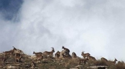 Yabani Keçi Popülasyonu Artıyor