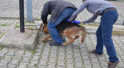 Yalova`da Hayvanlara Kuduz Aşısı