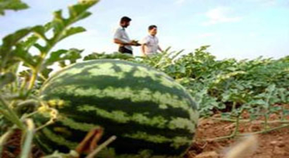 Karpuz Üreticisinde `İthalat` Tedirginliği
