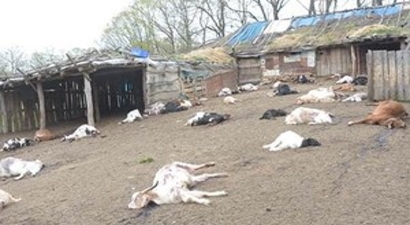 Kırklareli`nde Babası İle Tartışan Besici, 239 Keçiyi Telef Etti