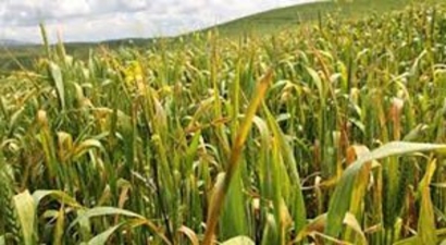 Edirne`de Buğday Ekili Tarlalarda Virüs Tehditi