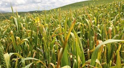 Acilen İlaçlama Yapılmalı