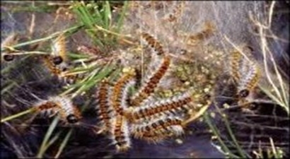 Muğla`da Çam Kese Böceği ile Mücadele