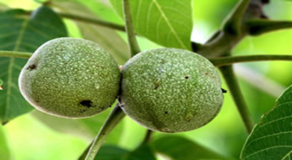Ordu`da Ceviz Ormanları Kuruluyor