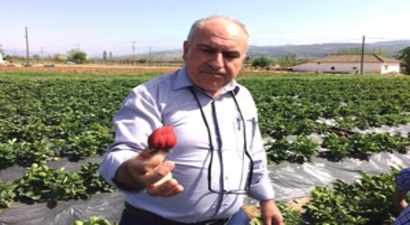 Sarıgöl`de Hormonsuz Çilek Yetiştirildi