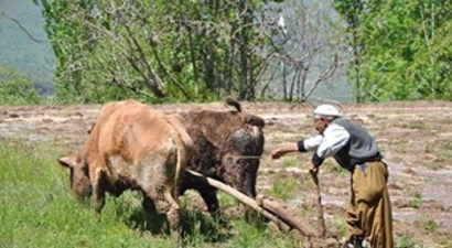Çukurca`da Kara Sabanlı Tarım