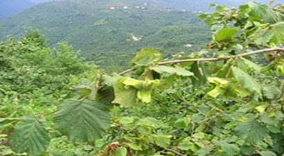 Güce`de Fındık Yetiştiriciliği Kursu Açıldı