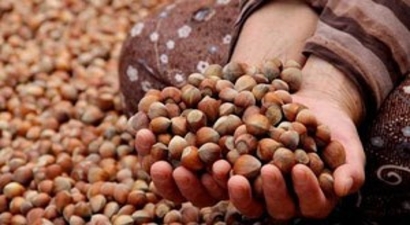 Fındıkta Fiyat Endişesi Artıyor