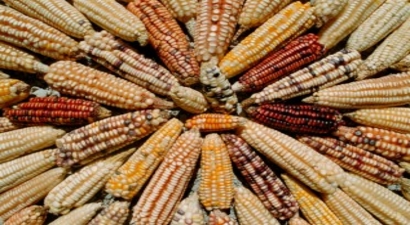 Genetiği Değiştirilmiş Bitkiler İKÜ`de Tartışıldı