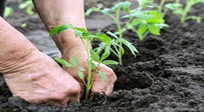 Beypazarı`da Kadın Çiftçilere Kurs Verilecek