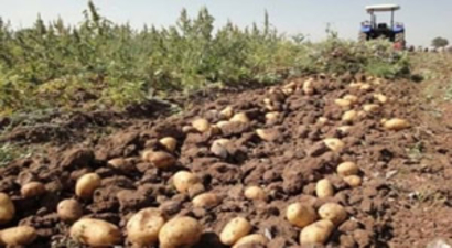 Ödemiş`te Yılın İlk Patates Hasadı Yapıldı