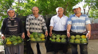 Mersin`de Kavun Hasadı Başladı