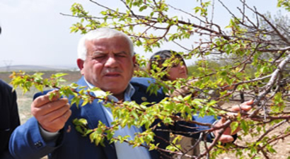 `Kayısıda 120 Milyon Liralık Zarar Var`