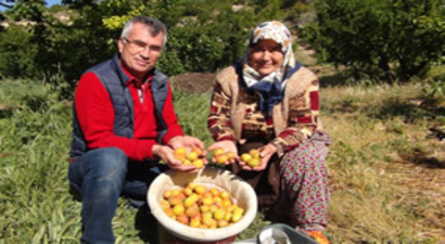 Kayısı Hasadı Mersin`de Başladı