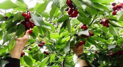 Kemalpaşa`da Kirazda Sezonun İlk Hasadı Yapıldı