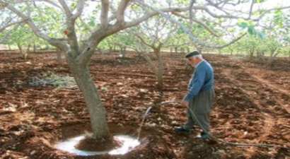 Kuraklık, Fıstık Üreticilerini Harekete Geçirdi