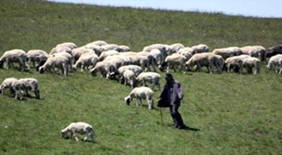 Samsun`da Aylık 2 Bin 500 Lira Ücretli 400 Çoban Aranıyor