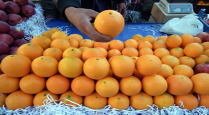 Narenciye Üreticisi Ağaçları Sökmeye Hazırlanıyor