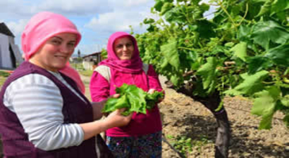 Asma Yaprağı Üreticilerine `Verim Kaybı` Uyarısı