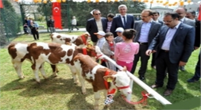 En İyi Buzağı, Koç, Teke Yarışması