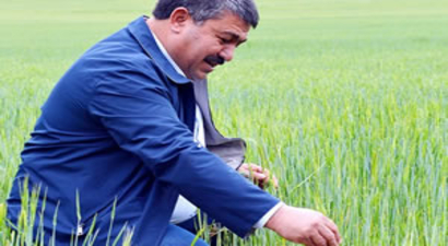 Arpa Ve Buğday Üreticiyi Düşündürüyor