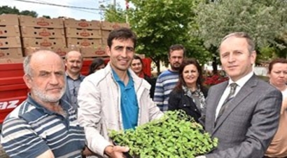 Bursa`da Şeker Otu Dönemi