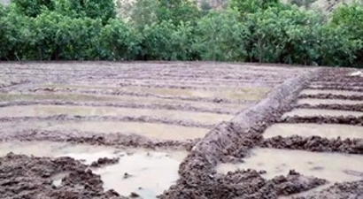 Çukurca`da Pirinç Ekimi Başladı