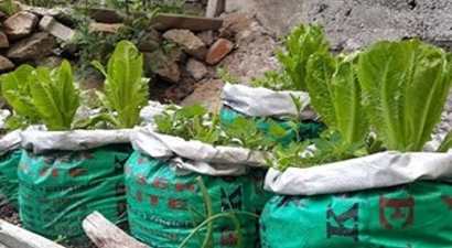 Çuvalda Tarım Hızla Yayılıyor