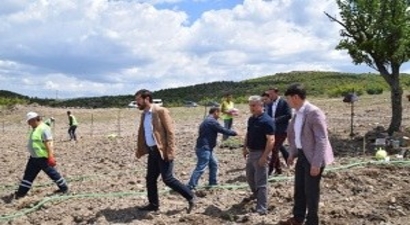 Lavanta ile Göçü Tersine Çevirecekler