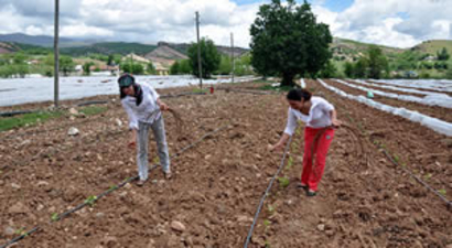 Mardinli İki Kız Kardeş Tunceli`ye Sera Kurdu