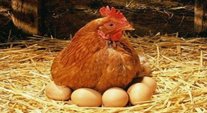 Yumurta Üreticileri İflasın Eşiğinde!