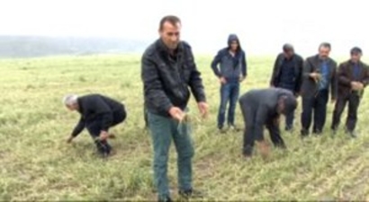 Sivas`ta Dolu Yağışı 35 Bin Dönüm Ekili Alana Zarar Verdi