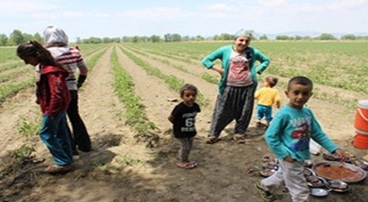 Tarım İşçileri Yine Güvencesiz İşbaşı Yaptı