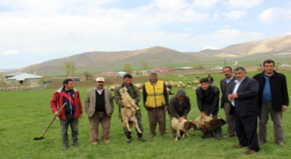 Van`da Şüpheli Kuzu Ölümleri