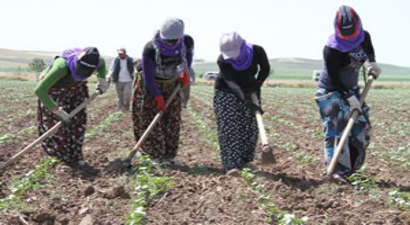 Söke Ovası`nda 2016 Yılı Çapa Ve Biçme Ücretleri Belirlendi