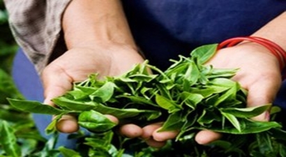 Yaş Çay Alım Fiyatı 1.90 Kuruş Olarak Açıklandı