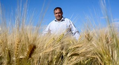 Aksaray`da Hasat Dönemi Başlıyor
