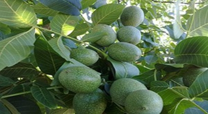 Akseki`de Ceviz Yetiştiriciliği Kursu Açıldı