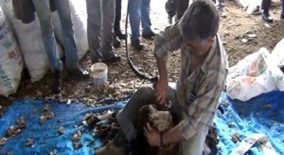 Muş`ta Koyun Kırkma Sezonu Başladı