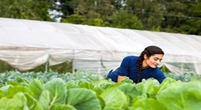 Aydın`da 12 Bin Genç Çiftçi Hibe Başvurusu Yaptı