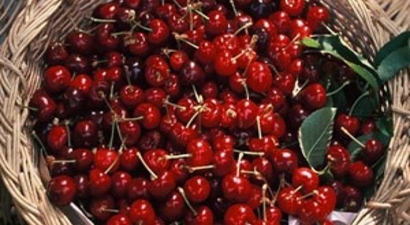 Çinliler Türk Kirazını Bu Yaz Tadacak