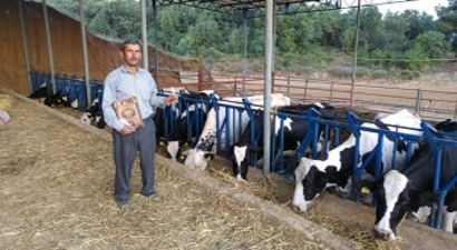 Çöl Sıcakları İneklerin Doğurganlığını Da Olumsuz Etkiledi