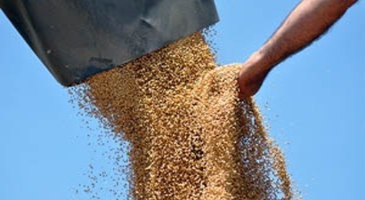 Dalaman`da Buğday Hasadı Tamamlandı