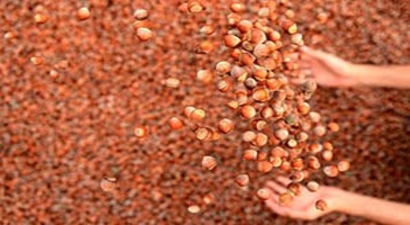 Fındık İhracatı 201,5 Bin Tona Ulaştı