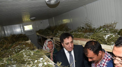 İpek Böcekçiliği Hilvan`da Geçim Kaynağı Oldu