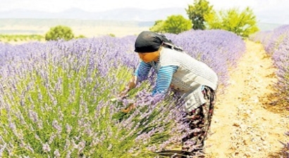 Kadın Çiftçilere Pozitif Ayrımcılık