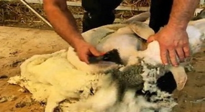Koyun Kırkma Sezonu Başladı