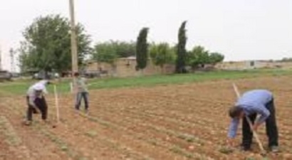 Kuraklık ve Hava Şartları `Beyaz Altın`ı da Vurdu